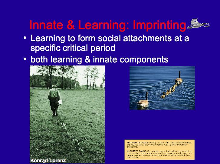 Imprinting- Innate & Learned Learning to form social attachments