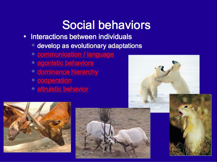 Social Behaviors Interactions between individuals develop as evolutionary adaptations