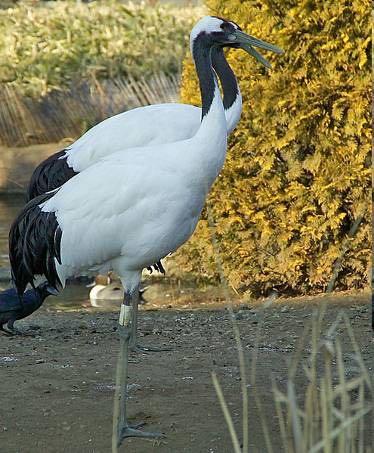 Red-crowned cranes breed in spring and early summer. Choose an ultimate explanation: A.