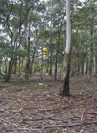 Photographs of habitats at Ballarat where Isotopenola