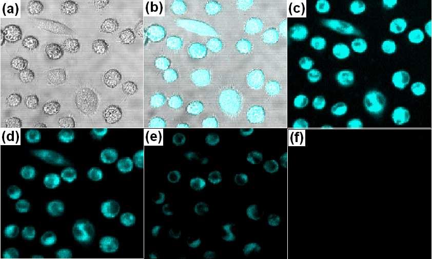 6. Confocal fluorescence images Figure S9. Confocal fluorescence images of Cu 2+ in NCTC clone 1469 cells (Zeiss LSM 510 META confocal microscope, 40 objective lens).