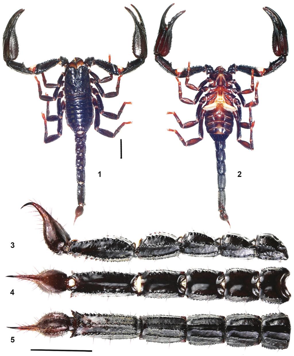 NEW SPECIES OF HETEROMETRUS FROM THAILAND Heterometrus minotaurus Plíšková, Kovařík, Košulič et ŠÙáhlavský sp. nov. (Figs 1 23) Type locality.