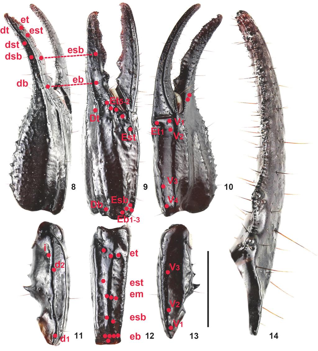 NEW SPECIES OF HETEROMETRUS FROM THAILAND Carapace (Fig. 6): Slightly trapezoidal (narrower anteriorly) and slightly longer than wide; anterior margin strongly concave medially.
