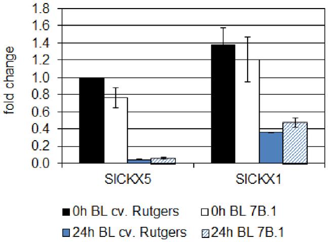 Figure 7. Analysis by qrt-pcr of the expression of four LOG genes of tomato in the hypocotyl of cv.