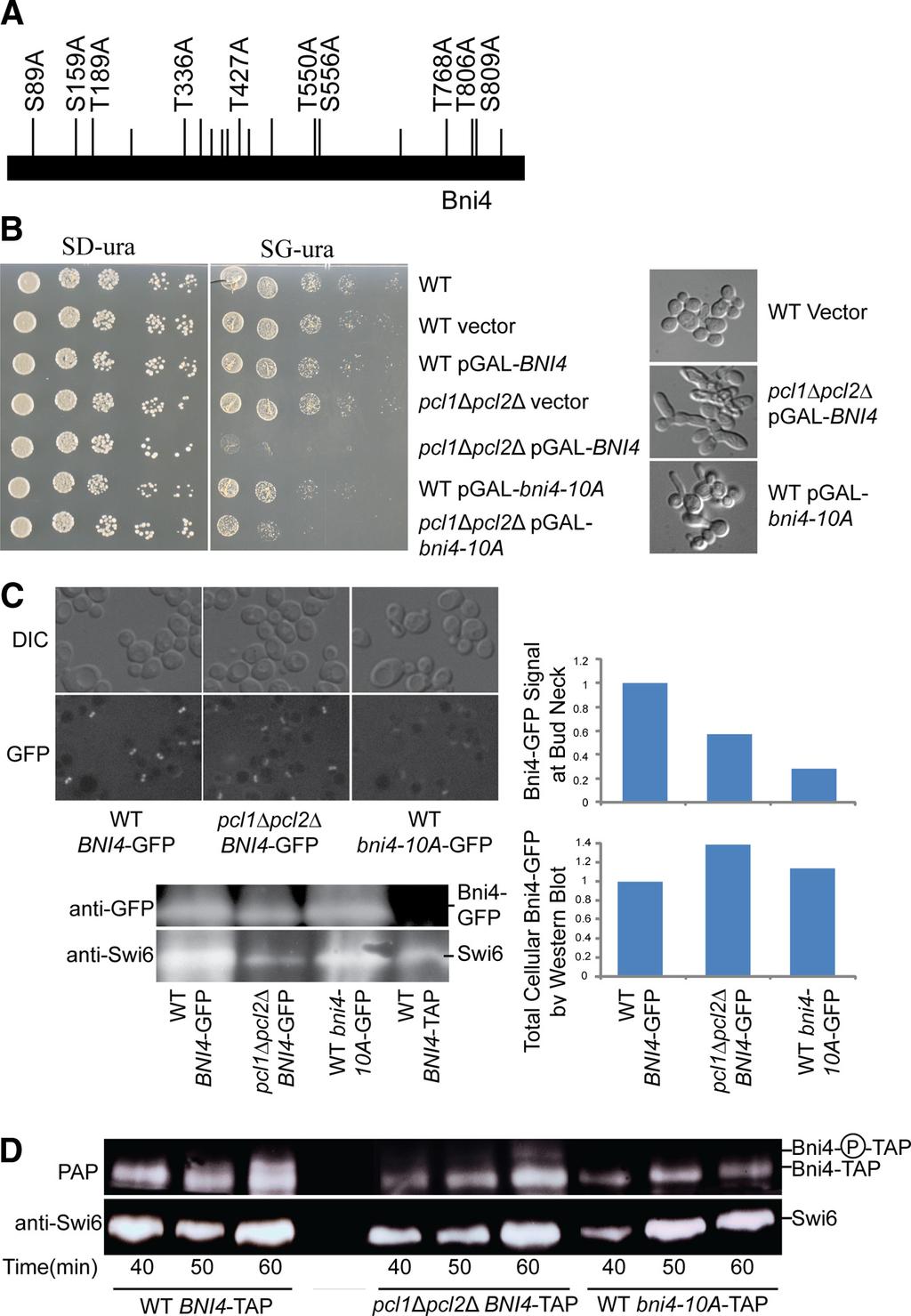Cdk Regulation of Cell Polarity in Yeast Figure 5. Phenotype associated with Bni4 phosphorylation site mutants.