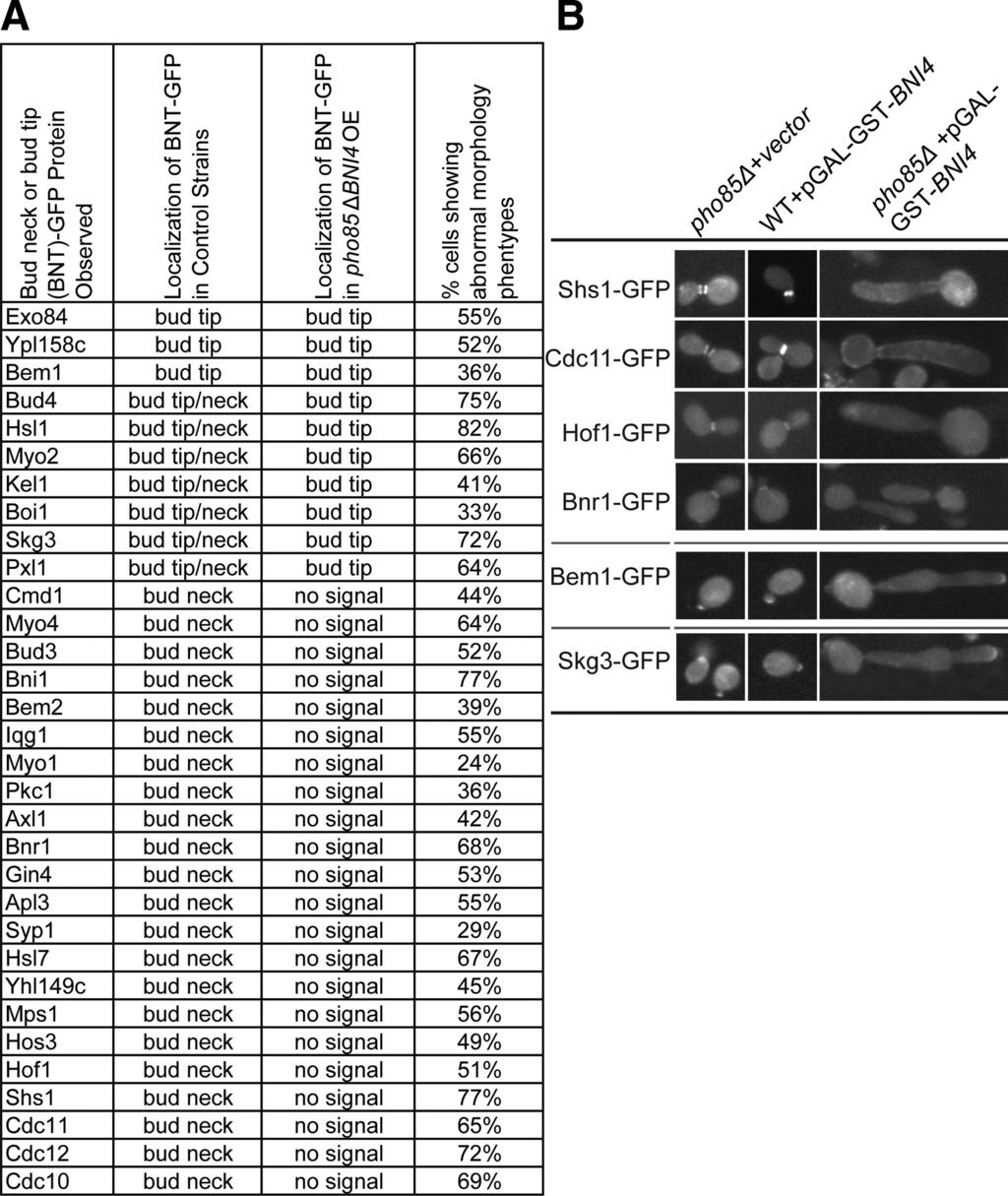 Cdk Regulation of Cell Polarity in Yeast Figure 6. Bud neck protein localization in strains overexpressing Bni4.