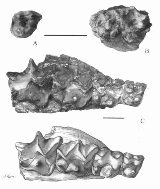 4 : 335 P2 (V 13803) ; DP3 DP4 (V 13804), P4, (M1 M3 220. 5mm) P2,,, DP3, DP4 DP3,,,, W 1 ( ), Fig. 1 Upper cheek teeth of Protitan major sp. nov.,crown view A. right P2(V 13803) ;B.