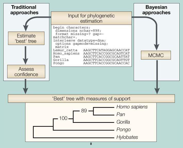 of the trees Inferring Molecular Phylogeny 71