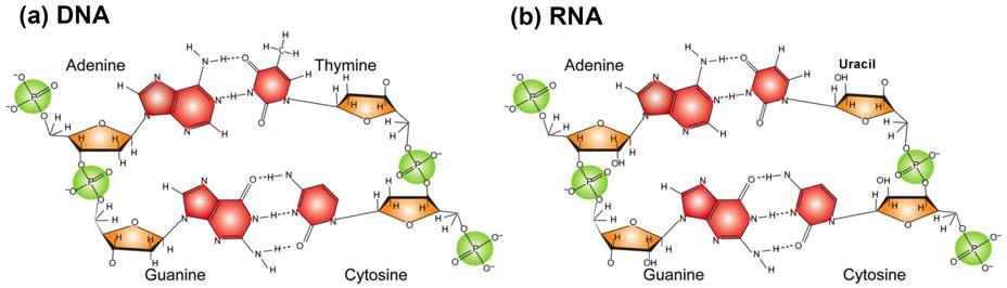 Figure 1: DNA and RNA bases and their interaction in a double helix. For this reason, alternative approaches were sought to complement these high resolution methods.