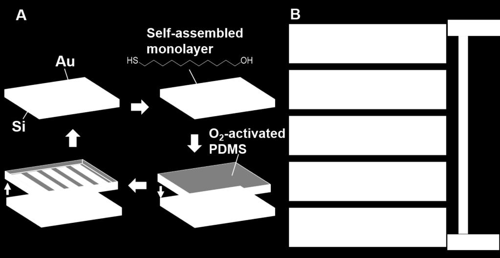 After patterning the first PDMS sample, the Au-on-Si master was reannealed, functionalized with a new self-assembled mercaptoundecanol monolayer, and