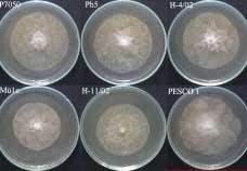 gonapodyides (P7050, H-4/02, BuKN 1b) isolates on carrot agar. Fig. 1b. Culture morphology of 7-day old P.