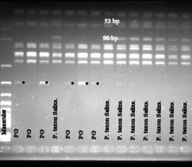 Fig. 2. Restriction fragment length polymorphisms between P. gonapodyides (PG) and P. taxon Salixsoil (PtS) after digesting rdna ITS with TaqI.
