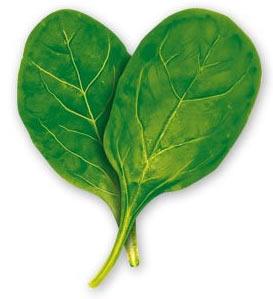 Plant growth rate is inversely proportional to leaf life span Leaf tissues are a