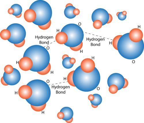 and the O atom on another is known as a hydrogen bond Cohesion Cohesion - an attraction between