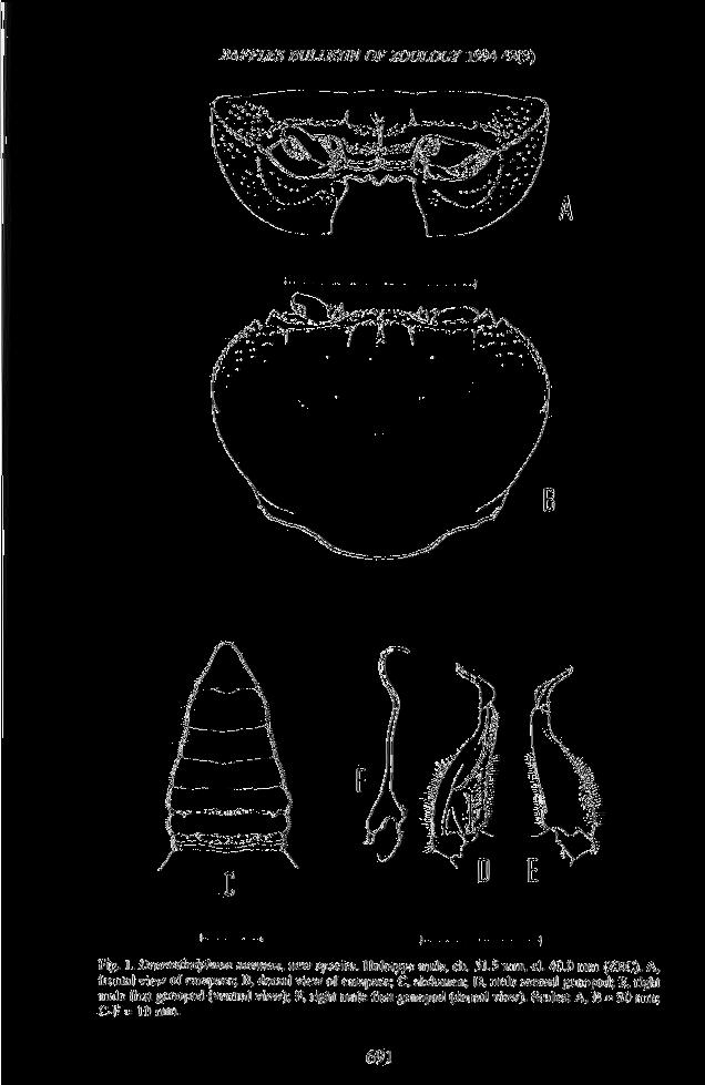 RAFFLES BULLETIN OF ZOOLOGY 1994 42(3) Fig. i.dromoihelphusa namuan. new specie*. Hoioiypc male. cb. 513 mm. cl. 40.0 mm (ZRC). A.