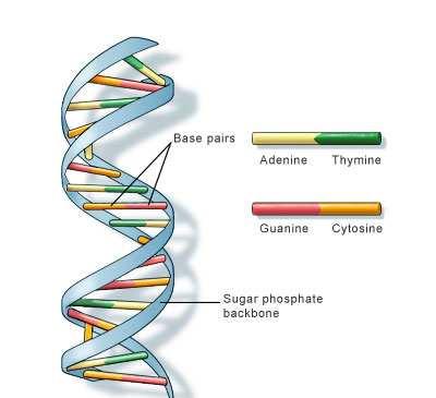 The importance of biomolecules The machinery of life the structure and function of biomolecules like DNA, RNA,