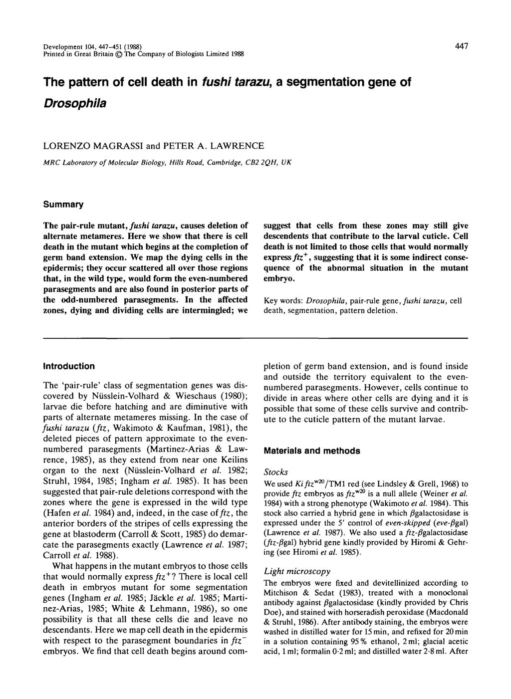 Development 104, 447-451 (1988) Printed in Great Britain The Company of Biologists Limited 1988 447 The pattern of cell death in fushi tarazu, a segmentation gene of Drosophila LORENZO MAGRASSI and
