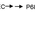 b 6 f and possibly also by ferredoxin (FD).