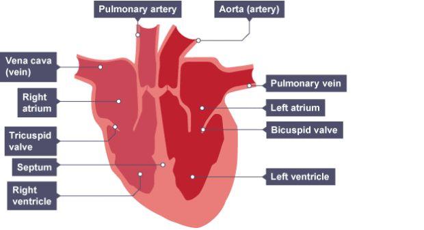 Week 1: 1. The Heart Science Year 10 Unit 1 Biology RAG 2. Artery Takes oxygenated blood away from the heart. Thick, muscular walls to withstand pressure. 3.