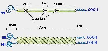 These are classified into three types: Actin: These are the simplest filaments.