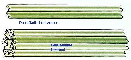 Intermediate filaments: These are made up of a few protofilaments and are about 8-nm in diameter.