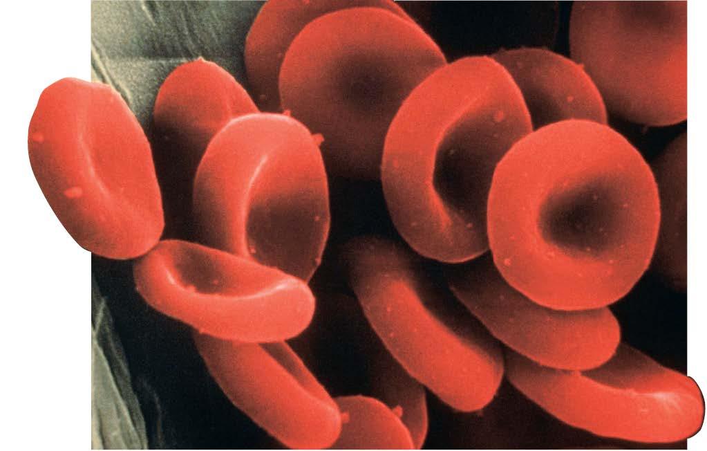 Multicellular Organisms Red