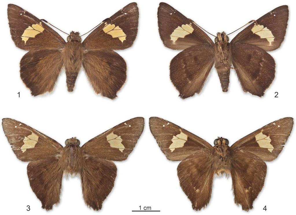 VOLUME 115, NUMBER 1 39 Figs. 1 4. Reared holotype female (above) and wild-caught paratype male (below) of Venada lamella in dorsal (left) and ventral (right) view.