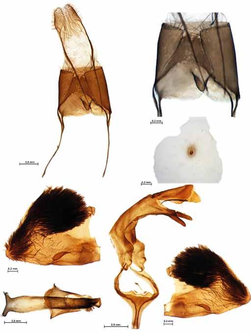 a b c d e g f Fig.. Genitalia of Eusphecia melanocephala.