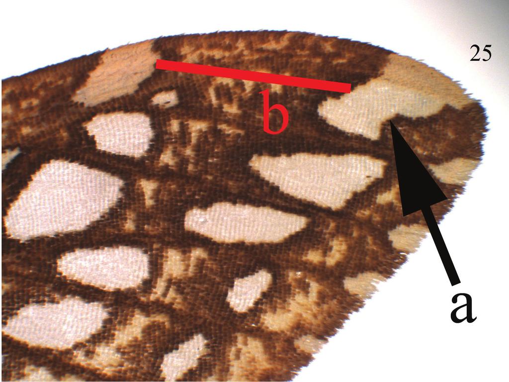 56 Benoit Vincent & Michel Laguerre / ZooKeys 264: 47 69 (2013) Figure 25. Lophocampa flavodorsata sp. n. forewing apex. relatively constant. Basal branch slightly contrasting due to clear background.