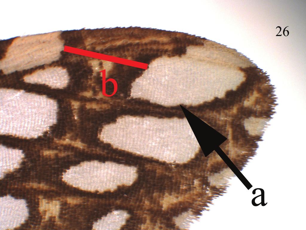Four new Neotropical Lophocampa species with a redescription of Lophocampa atriceps... 57 Figure 26. Lophocampa griseidorsata sp. n. forewing apex. Apophyses posteriores straight, 0.
