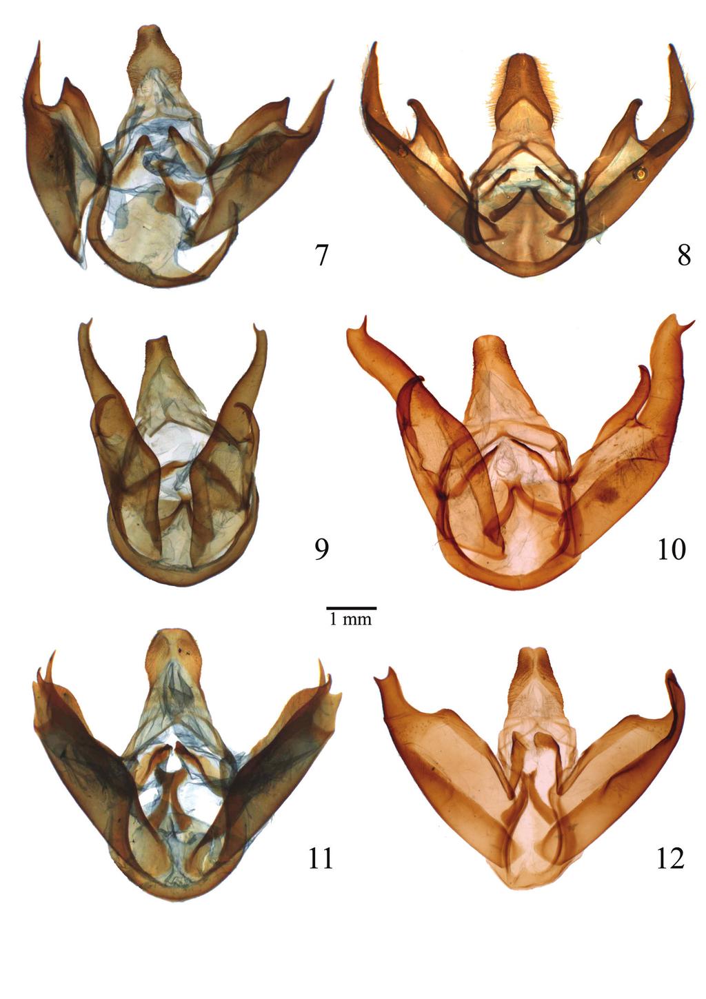 52 Benoit Vincent & Michel Laguerre / ZooKeys 264: 47 69 (2013) Figures 7 12. Male genitalia of Lophocampa species.