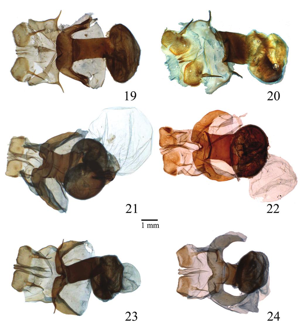 Four new Neotropical Lophocampa species with a redescription of Lophocampa atriceps... 55 Figures 19 24. Female genitalia of Lophocampa species.