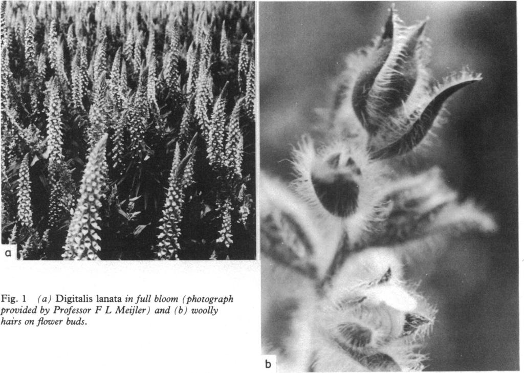 Cultivation and breeding of Digitalis lanata in the Netherlands Fig. 1 (a) Digitalis lanata in full bloom (photograph provided by Professor F L Meijler) and (b) woolly hairs on flower buds.