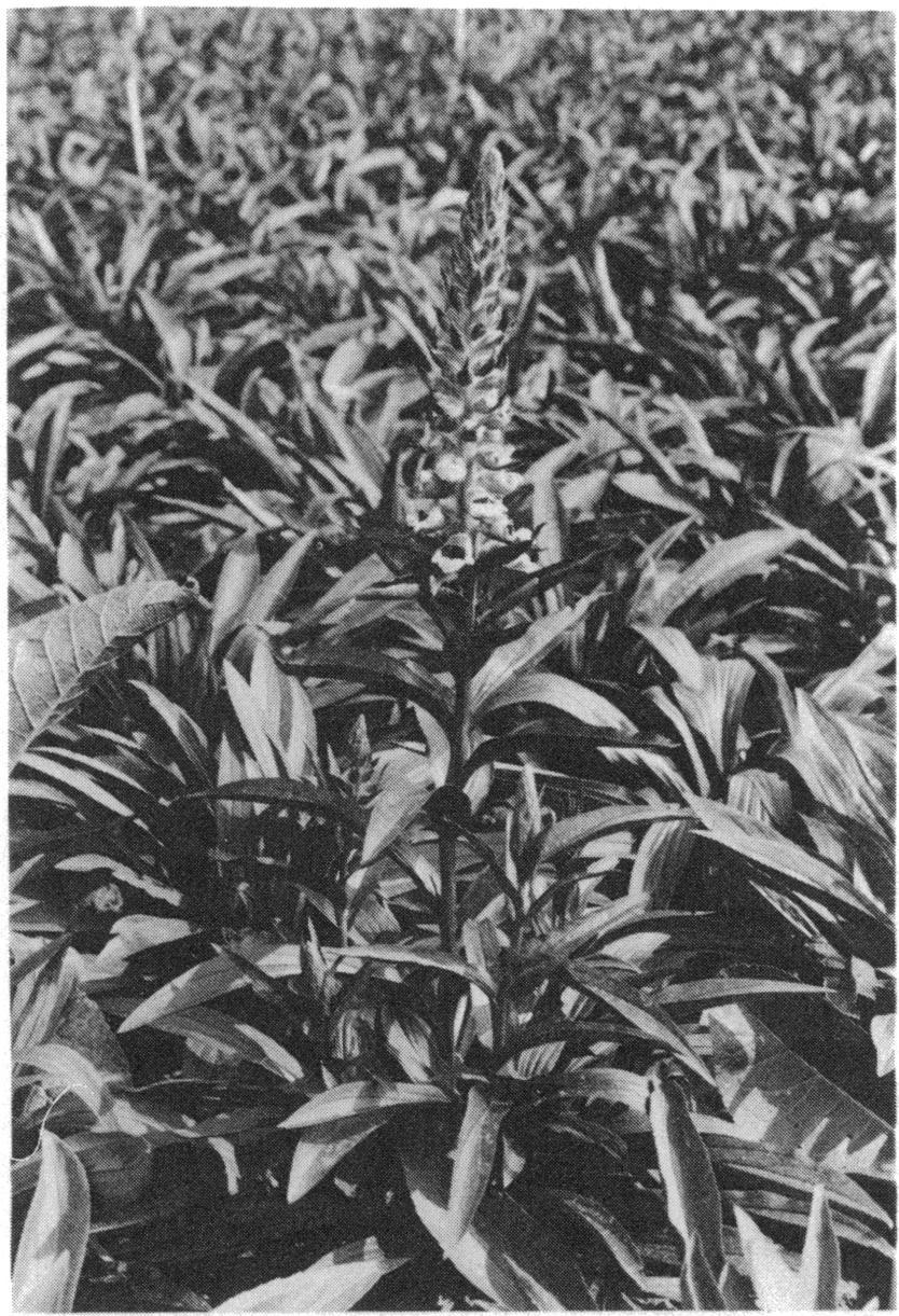 Cultivation and breeding of Digitalis lanata in the Netherlands a=2 S -... Fig. 6 Bolting plants flower in the first year.