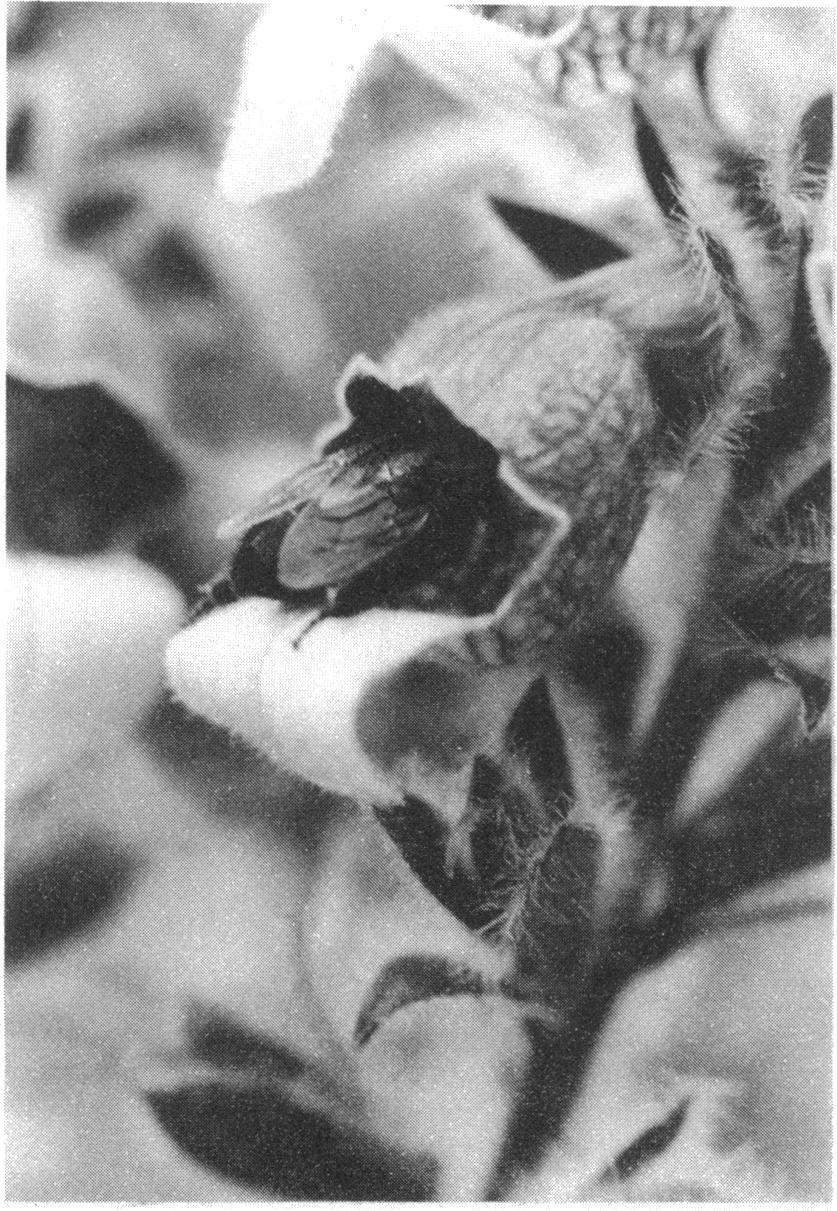 Growth of the fungus within the stem (Fig. 10) causes all the seed in an attacked inflorescence to be lost. The attack is favoured by rain, high air hu- ik Mastenbroek Fig.