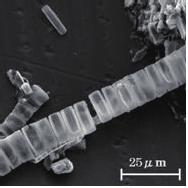 Analyses were performed with the observation of the dried specimen using Wet-SEM and EPMA. Experimental results revealed that these processes depend both on illumination and temperature.