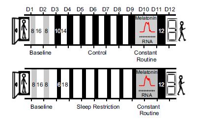 Cross-over design study 26 participants were first put (top) into sleep-restricted conditions with 6 hours of sleep opportunity per night and then into conditions of sufficient sleep with 10 hours of