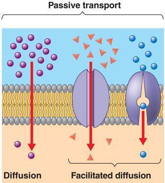 Types of passive transport 2- Facilitated diffusion of ions takes place through proteins, or assemblies of proteins, embedded in the plasma membrane.