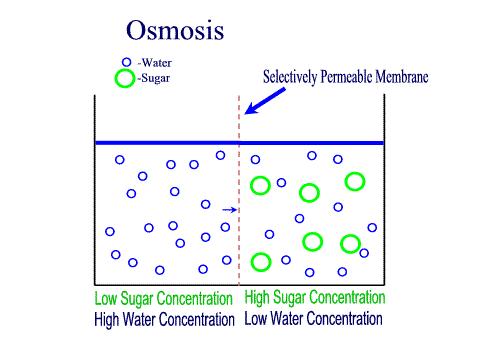 Types of passive transport 3- Osmosis: The diffusion of water across the cell membrane.