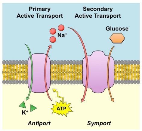 2- Secondary active transport: is transport of molecules across the cell membrane utilizing energy in other forms than ATP.