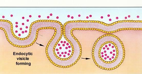 3- Vesicular transport: are associated with the transport of macromolecules such as big protein molecules which can neither travel