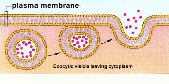capturing a substance or particle from outside the cell by engulfing it with the cell membrane, and bringing it into the cell.