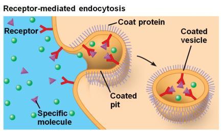 C- Receptor-mediated endocytosis is when the material to be transported binds to a