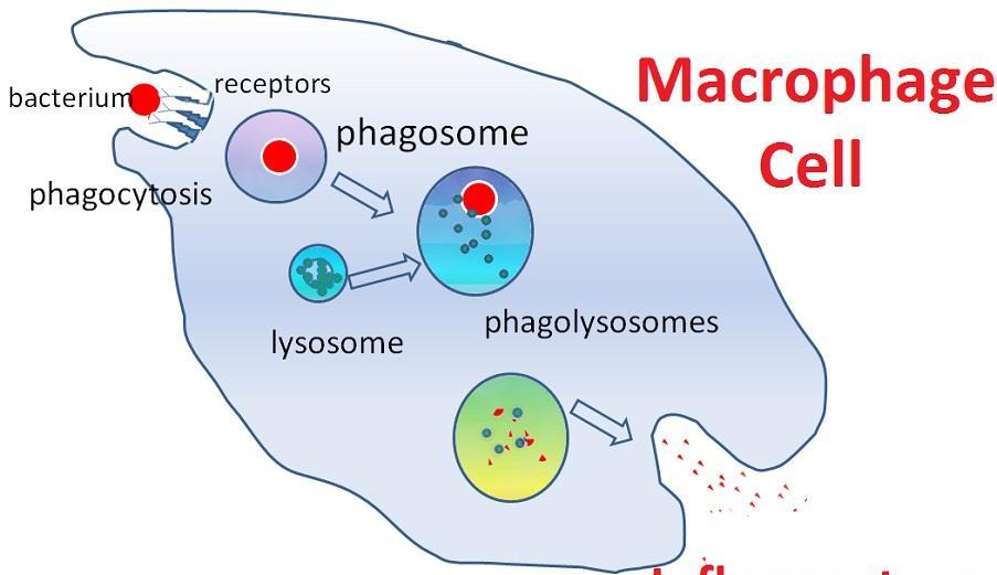 D- Phagocytosis is the type of endocytosis where an entire