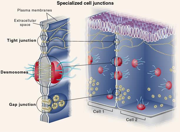 Cell (Intercellular) junctions Cell junctions are specialized regions of contact between the plasma membranes of adjacent cells.