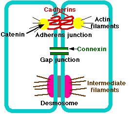 Adherens Junctions They are composed of Cadherins bind to the catenins