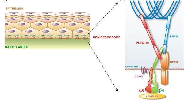 Hemidesmosome Hemidesmosomes are very small stud-like structures found in epidermis of skin that attach to the