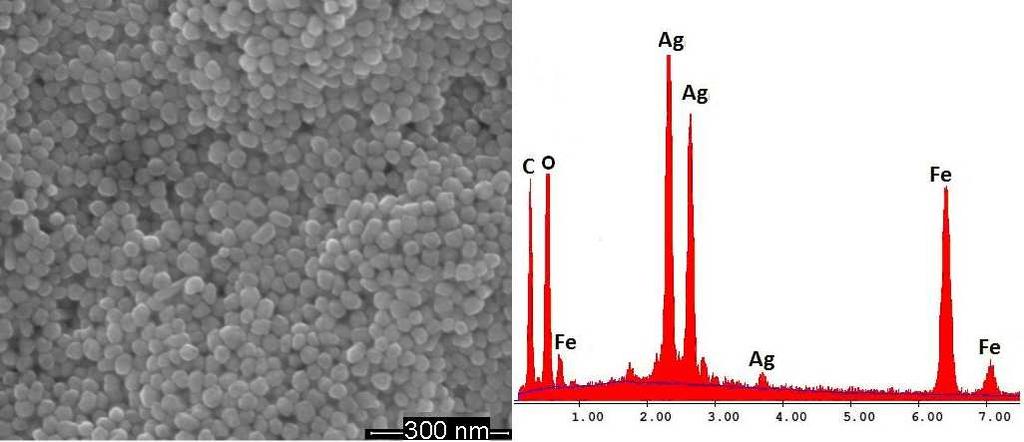 RESULTS AND DISCUSSION The structural characterization of surface-modified AgNPs was performed with Field Emission Scanning Electron Microscope (FE-SEM) and the qualitative elemental composition of