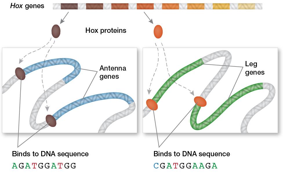 Hox proteins regulate other genes Hox genes code for proteins that attach to molecular switches on DNA, turning other genes on and off.