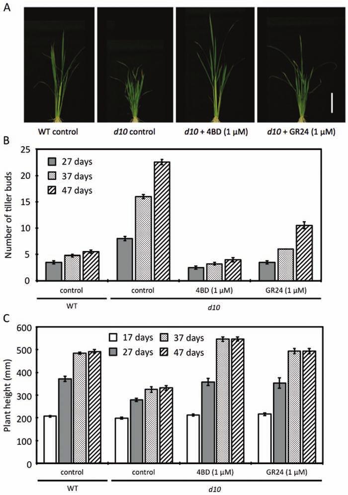 Fukui et al. Selective Mimics of Strigolactone Actions 91 Figure 3. Effect of 4BD on Grown Rice Tillering and Height.
